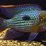 10 most beautiful aquarium fish