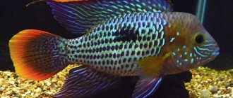 10 самых красивых аквариумных рыбок