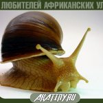 10 tips on how to grow Achatina