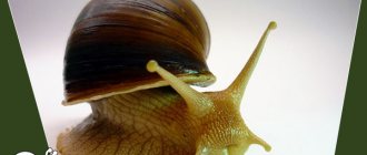 10 tips on how to grow Achatina