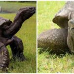 187 year old tortoise Jonathan