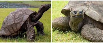 187-летняя черепаха Джонатан