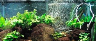 Aeration in an aquarium (oxygen, air): what is it and what is it for, air supply for fish, do it yourself (how to do it), is it necessary, methods (plants, snails, compressors, sprayers, filter, pump, hose, sprayer), without electricity (hydrogen peroxide, tablets, oxidizers, ozonation), content rate, excess