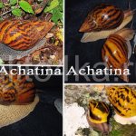 Achatina Achatina