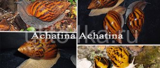 Achatina Achatina
