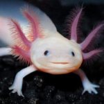 Axolotl read the article