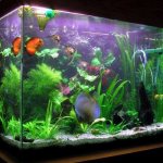 aquarium 40 liters