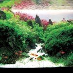 аквариум амано
