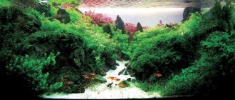 аквариум амано