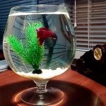 aquarium glass with cockerel