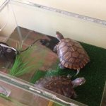 Aquarium for the red-eared slider read the article