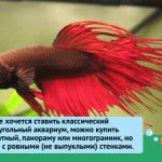 Aquarium for bettas: care and maintenance, how to care, what’s wrong with small (mini) and round ones, how to need it, how to set it up, start-up, plants and algae, prepare, volume