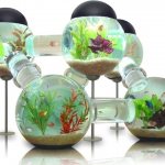 aquarium at home