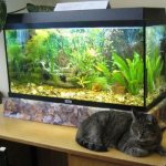 60 liter aquarium