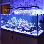 аквариум с жескими кораллами