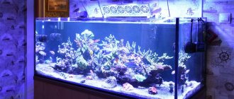 aquarium with female corals