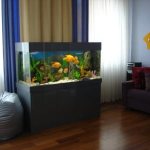 Aquarium in the apartment. Benefits and harms read the article 