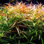 Aquarium ludwigia: popular species, nuances of keeping the plant in an artificial reservoir