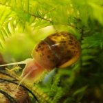 Aquarium snail coil read article