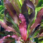 Aquarium plant Echinodorus Amazonis: features of maintenance and reproduction