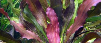 Аквариумное растение эхинодорус амазонский: особенности содержания и размножения