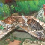 Aquarium turtles - the main nuances of selection and maintenance