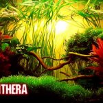 Alternanthera in the aquarium