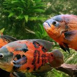 American cichlid: aquarium maintenance and varieties
