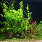 Aponogeton - the most popular underwater grass
