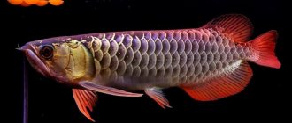 Аравана - древняя аквариумная хищница, насчитывающая около 25 млн лет
