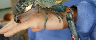 Australian red claw crayfish