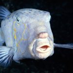 White aquarium fish