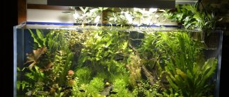 Do-it-yourself biofilter for an aquarium. DIY aquarium filter. Beautiful aquarium 