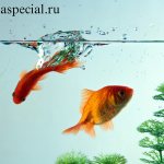 Aquarium fish diseases: Symptoms, treatment