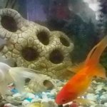 Goldfish diseases: swims with its belly up, lies on the bottom, scales fall off, the tail has peeled off, floats up, do fins grow back, swims on its side, lies on the bottom, breathes heavily, fin rot, blackened edges, covered with red spots