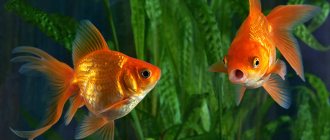 Goldfish diseases