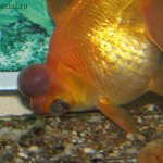 Goldfish diseases. Tumor in goldfish 