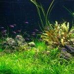 The most popular plants for decorating the foreground of an aquarium