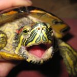 What to feed a red-eared turtle