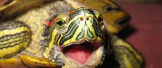 Чем кормить красноухую черепаху