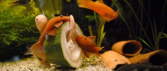 what to feed ancistrus fry