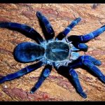 What does a tarantula spider eat?