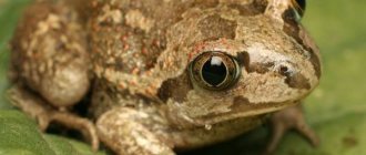 spadefoot frog