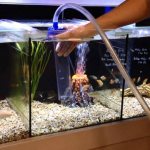 Cleaning the soil in the aquarium