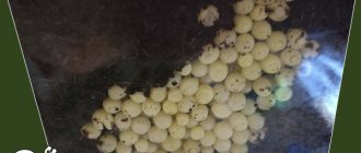 What to do with Achatina snail eggs