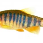 Danio Erythromicron (Danio erythromicron) aquarium fish