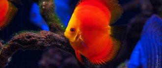 Discus red melon