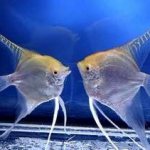 Two silver angelfish