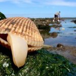 Двустворчатые-моллюски-Описание-особенности-строение-и-виды-двустворчатых-моллюсков