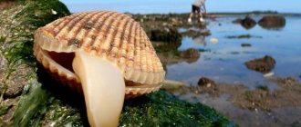 Bivalve-mollusks-Description-features-structure-and-types-of-bivalve-molluscs